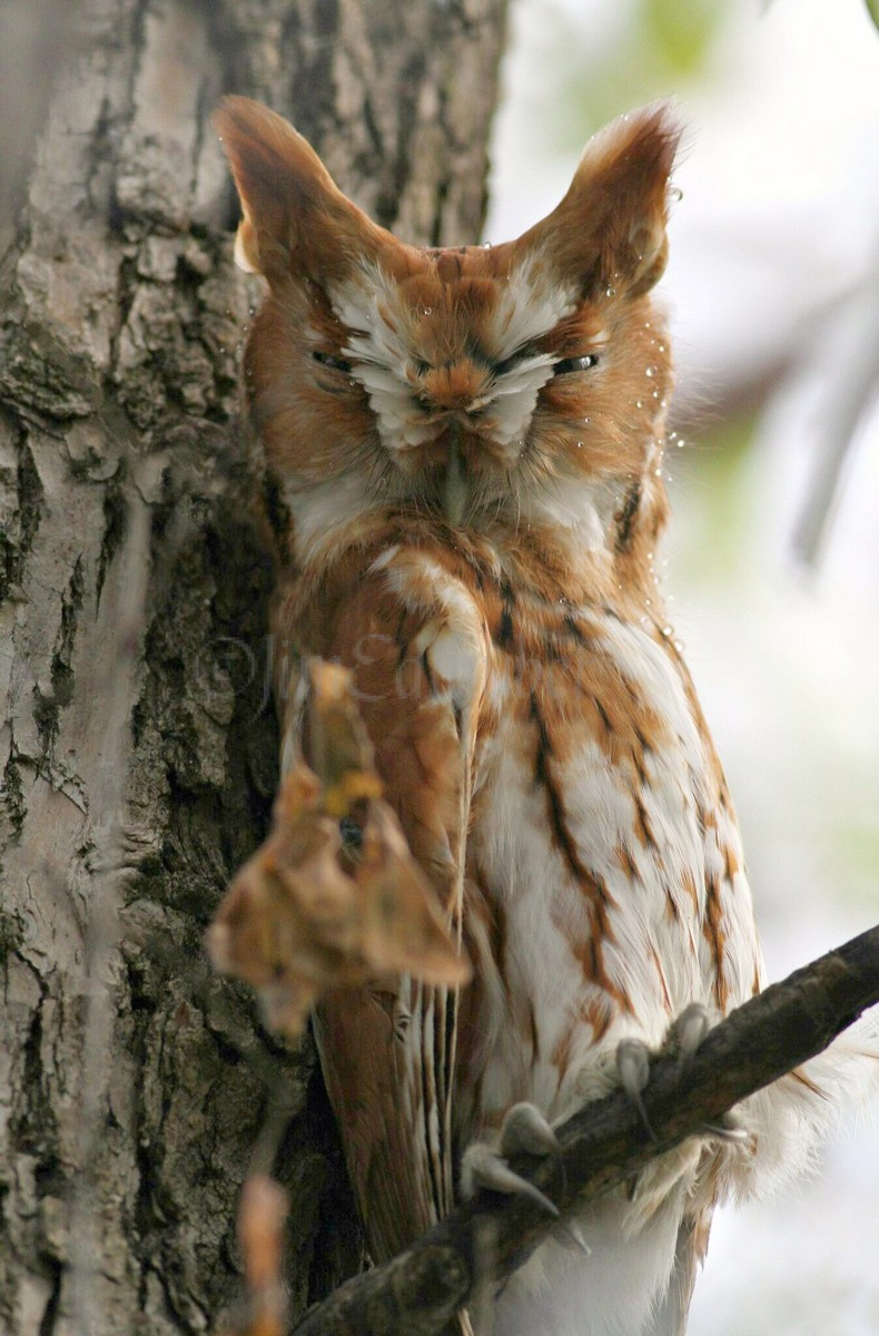 albino screech owl