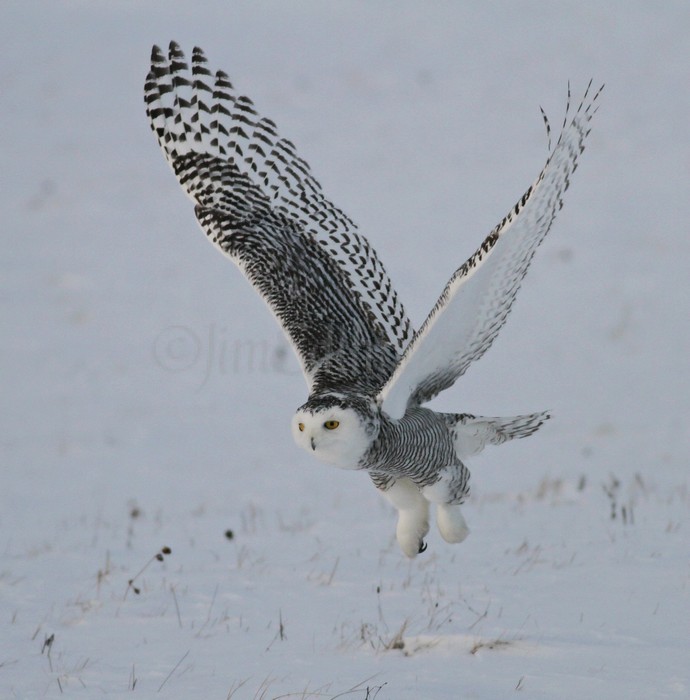 Snowy Owl Waukesha County Airport, February 3, 2014 - Window to ...