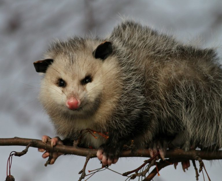 Opossum eating fruit in a tree in Waukesha County Wisconsin on December ...