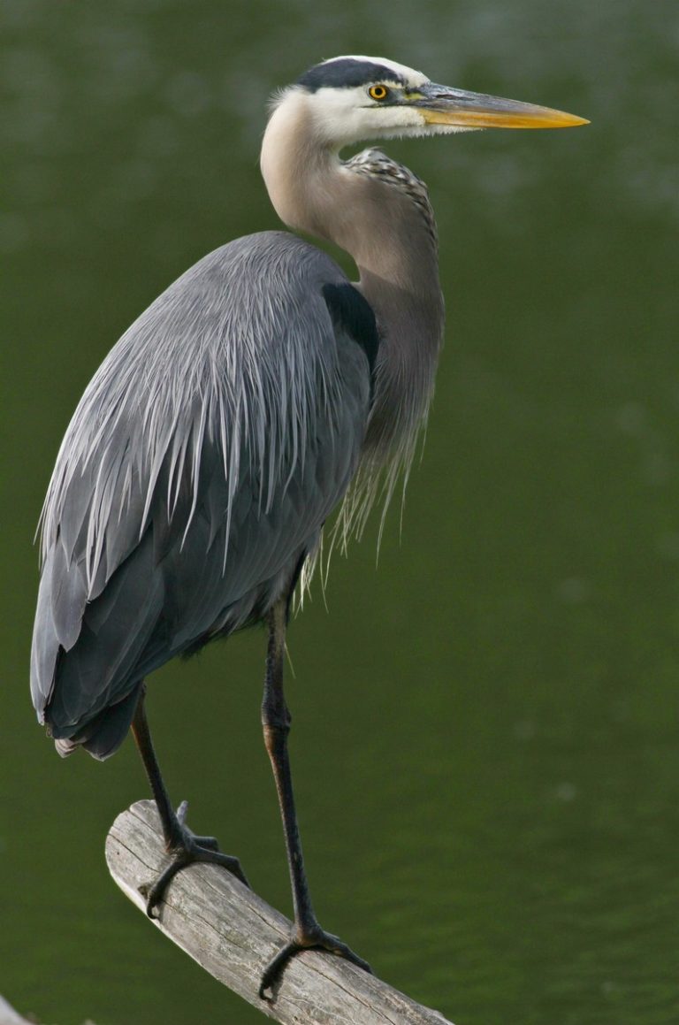 Wisconsin Birding, The Year In Review 2018. Includes Vagrants, Special 