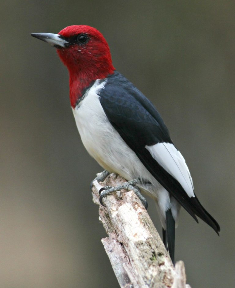 red-headed woodpecker Archives - Window to Wildlife - Photography by ...