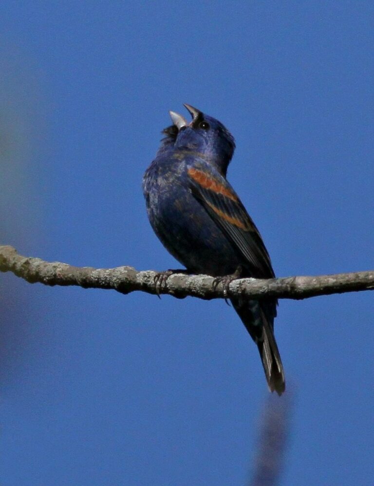 Blue Grosbeak at Warnimont Park in Milwaukee County Wisconsin on May 3 ...